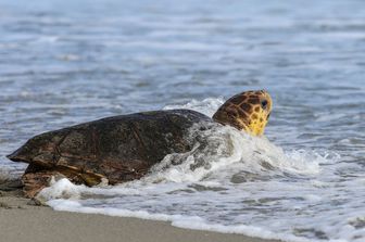 tartaruga caretta pasqualina torna mare