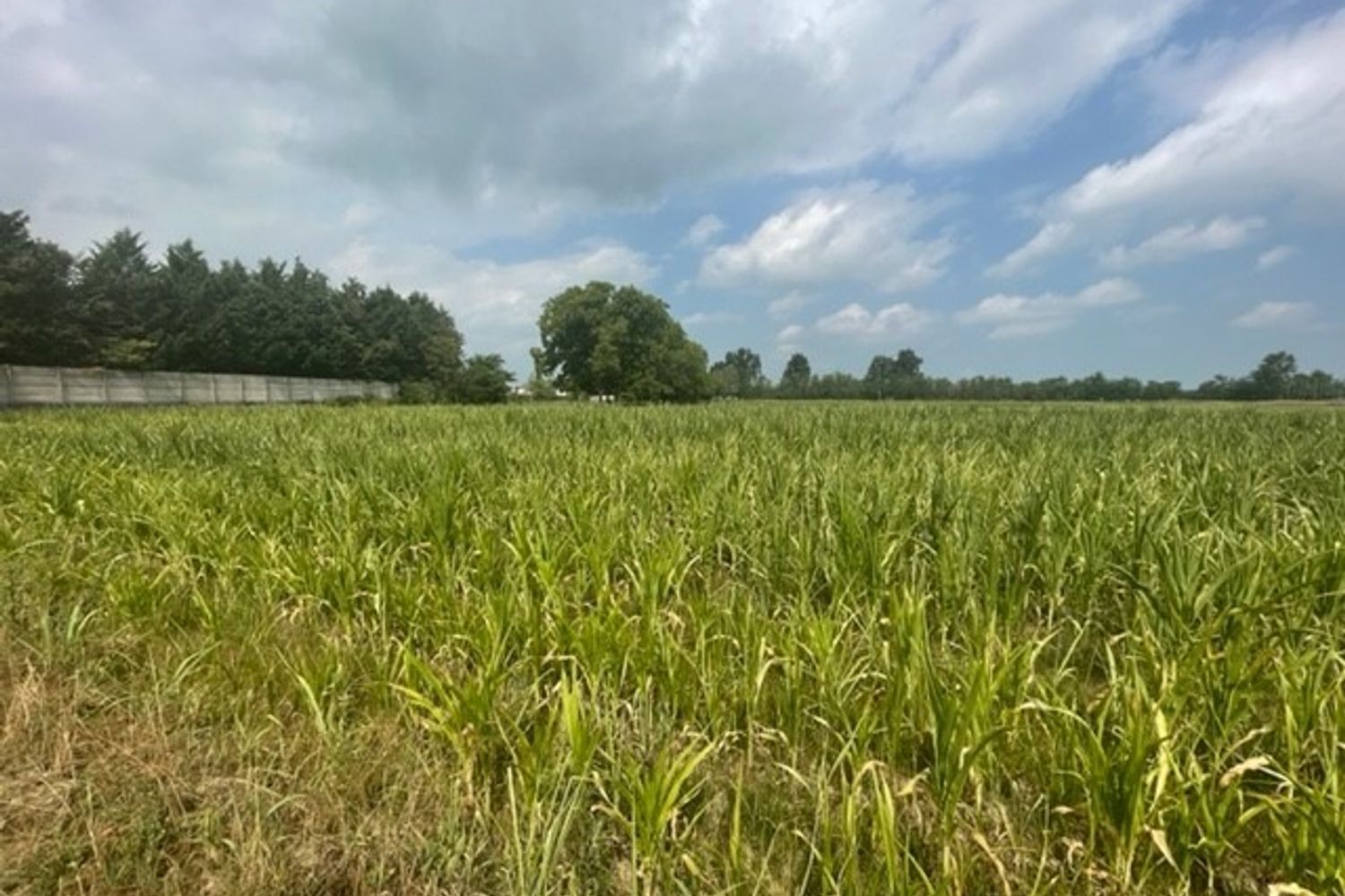 Un campo di mais stremato dalla siccit&agrave;