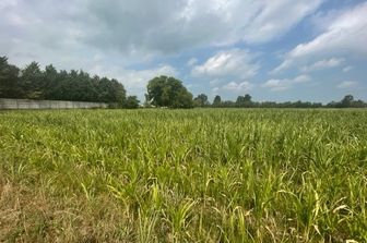 Un campo di mais stremato dalla siccit&agrave;