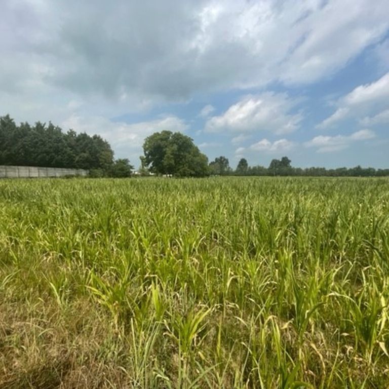 Un campo di mais stremato dalla siccit&agrave;