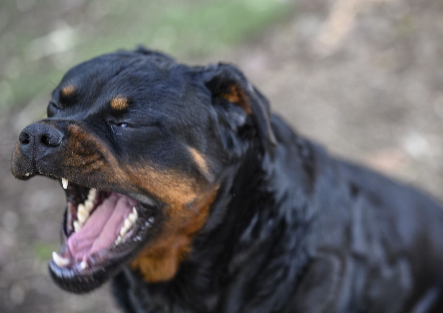 aggressione machete cagliari aizza rottweiler contro agenti