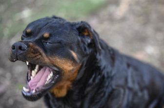 aggressione machete cagliari aizza rottweiler contro agenti