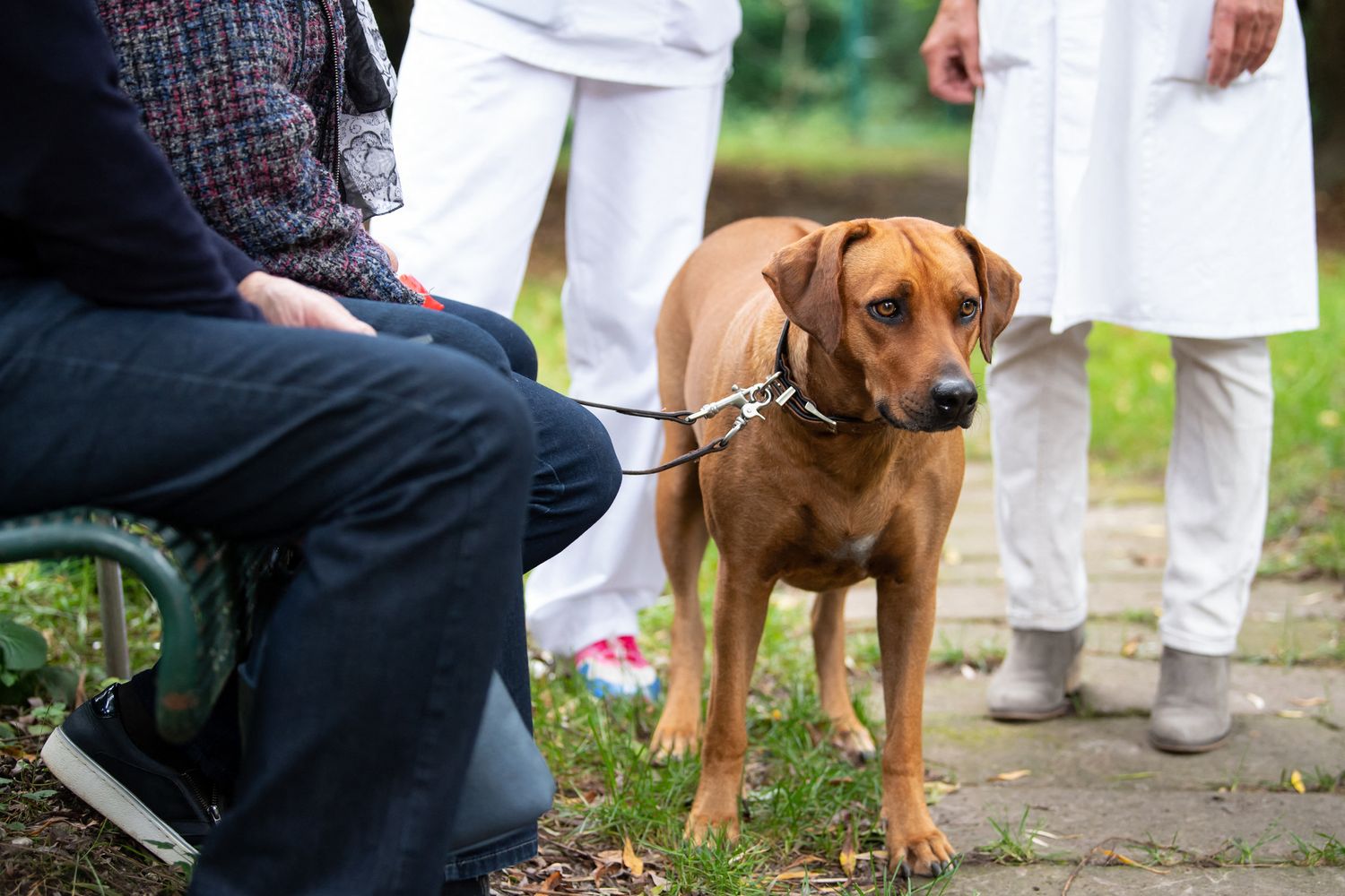 Un&nbsp;Rhodesian Ridgeback come quello morto nell'auto a Verona