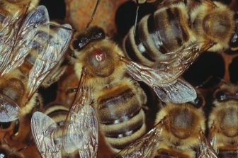 Il parassita&nbsp;'varroa destructor', il puntino bianco sulla testa dell'ape