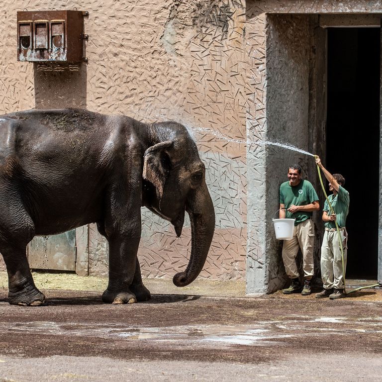 Caldo africano, zoo bioparco di Roma