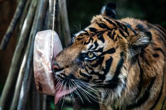 Una tigre nel Bioparco di Roma