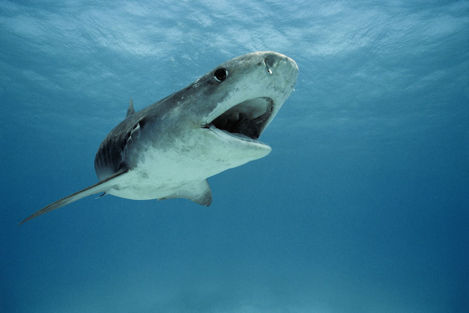 Squalo nel Mar Rosso&nbsp;