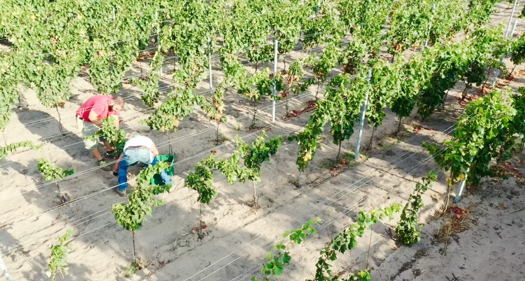 Vigna sul mare a Culuccia (Sardegna)