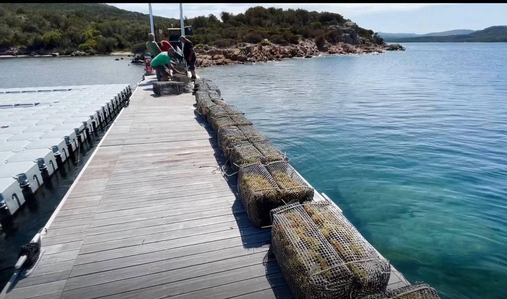 Le nasse coi grappoli d'uva da immergere in mare