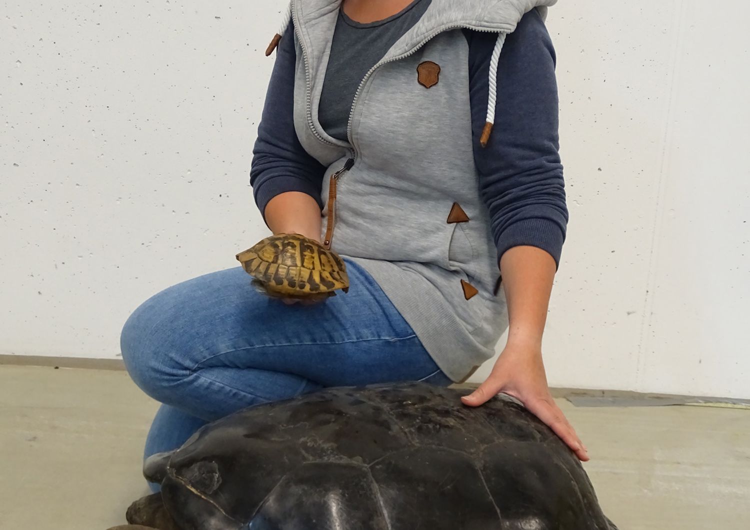 Scoperta Sicilia tartaruga fossile Europa