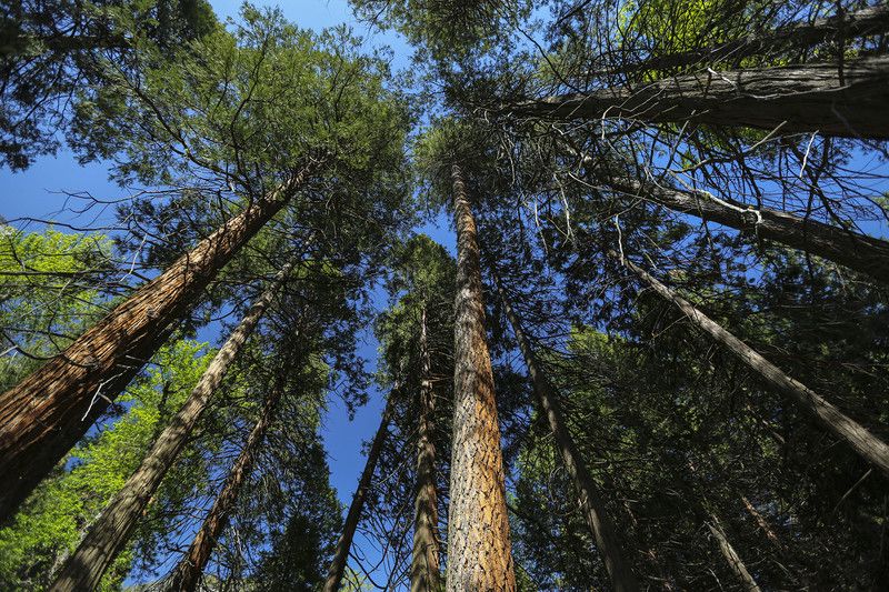 Le sequoie giganti del Yosemite Park
