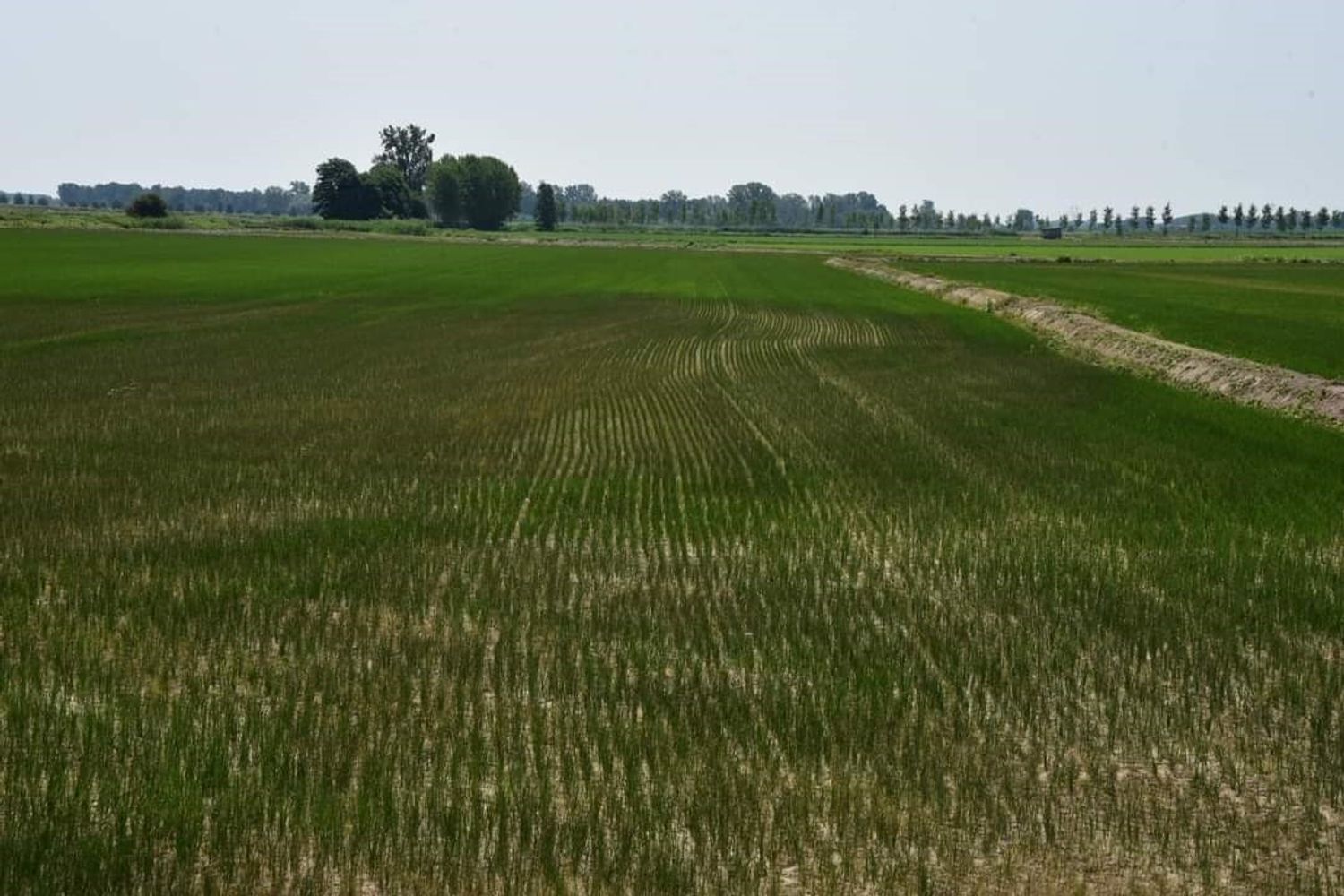 Campi di risaie stremati dalla mancanza di piogge&nbsp;