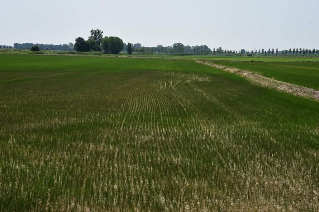 Campi di risaie stremati dalla mancanza di piogge&nbsp;