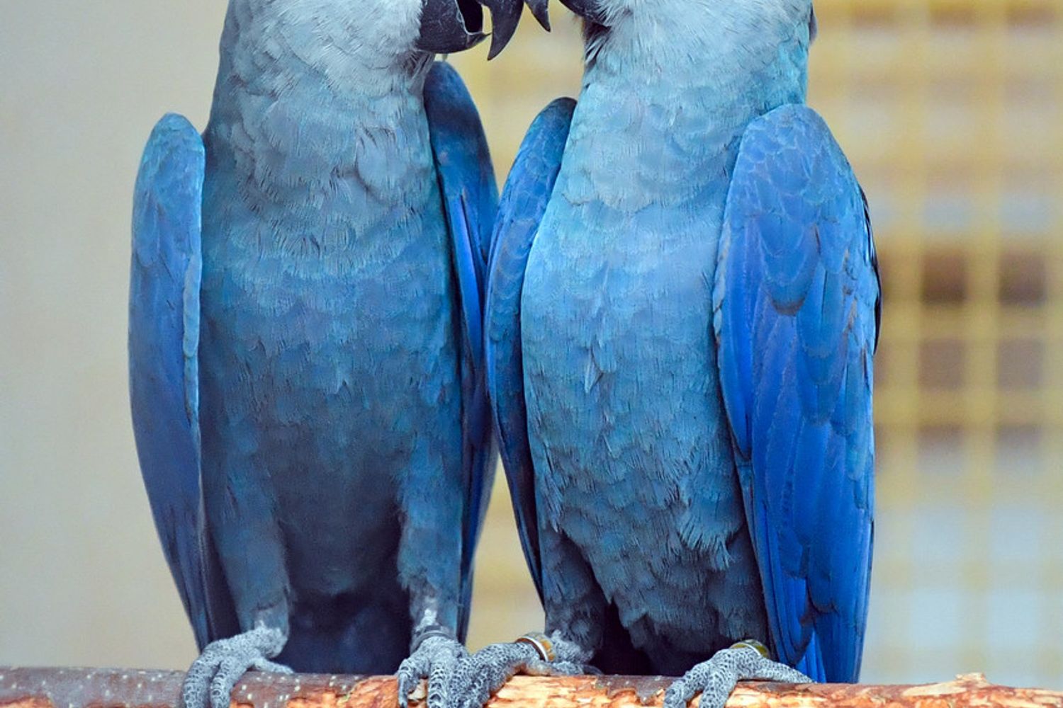 Pappagallo Macao Spix