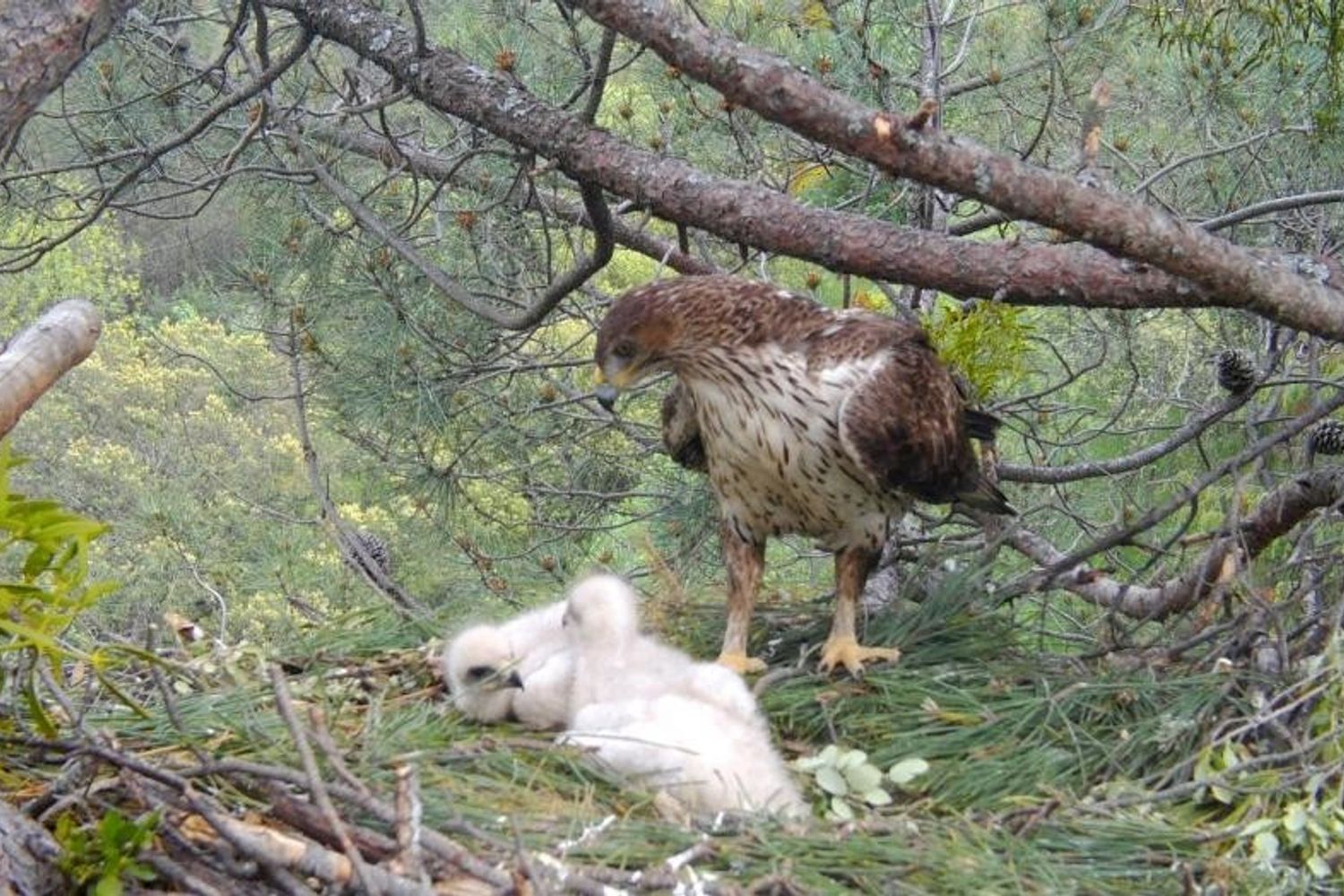 Un'esemplare di aquila del Bonelli