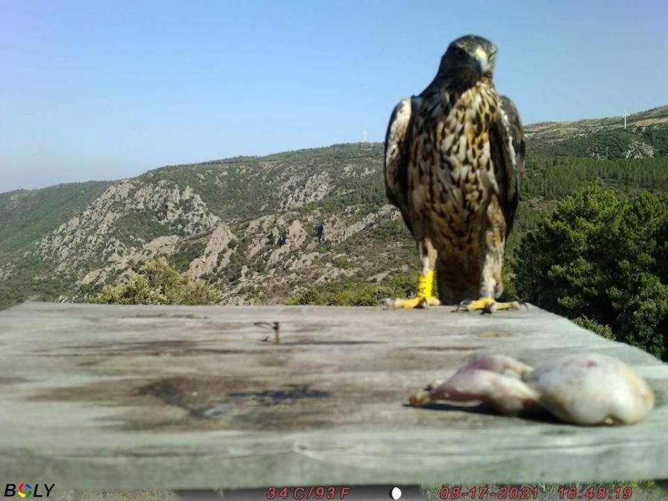 Aquila del Bonelli in Sardegna
