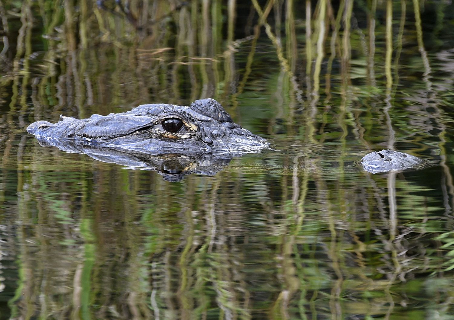 donna cade in stagno uccisa da alligatori Florida