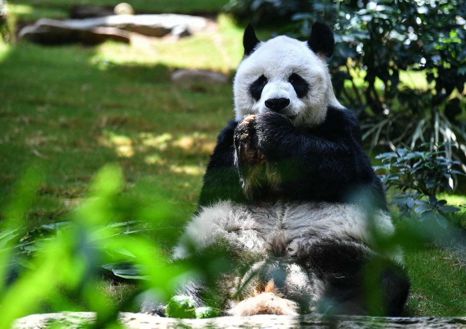Hong Kong morto An An panda piu longevo in cattivita