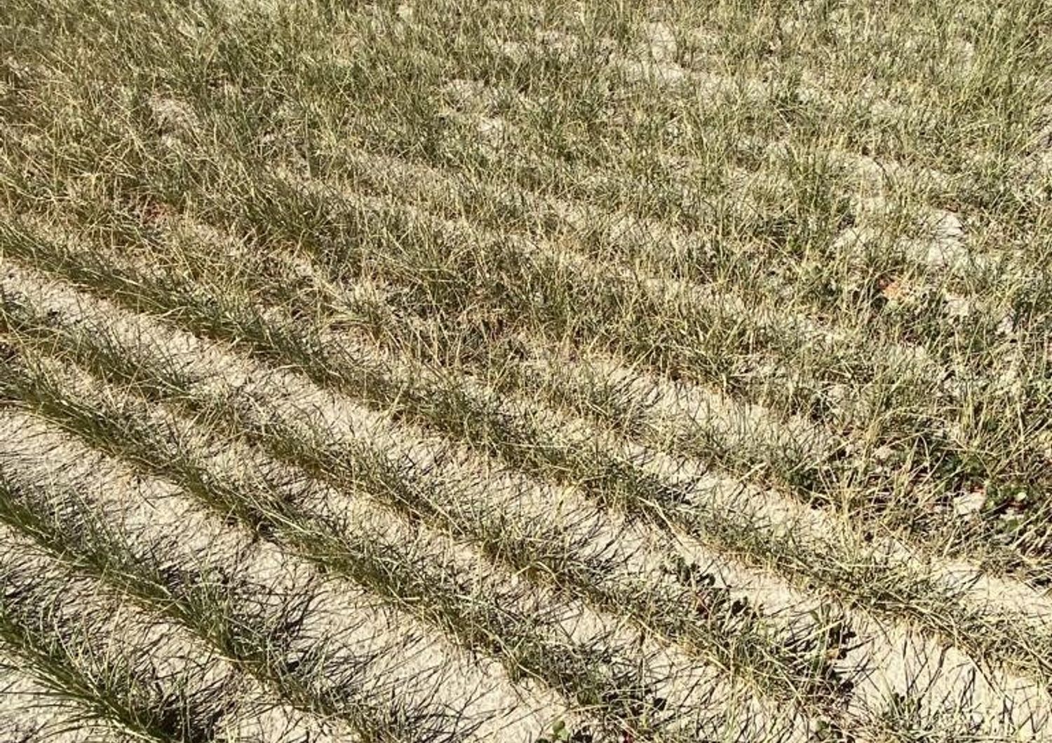 Un campo sfiancato dalla siccit&agrave; a Zeme