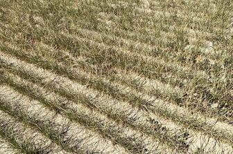 Un campo sfiancato dalla siccit&agrave; a Zeme