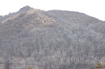 Bosco distrutto dalle fiamme nell'Oristanese nel luglio 2021