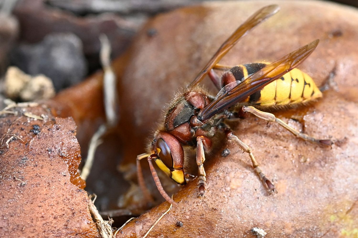 Vespa calabrone&nbsp;