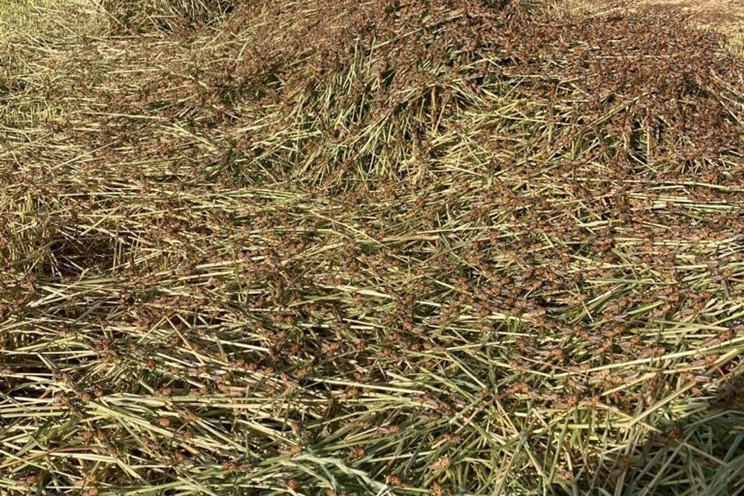 Campo del Nuorese devastato dalle cavallette