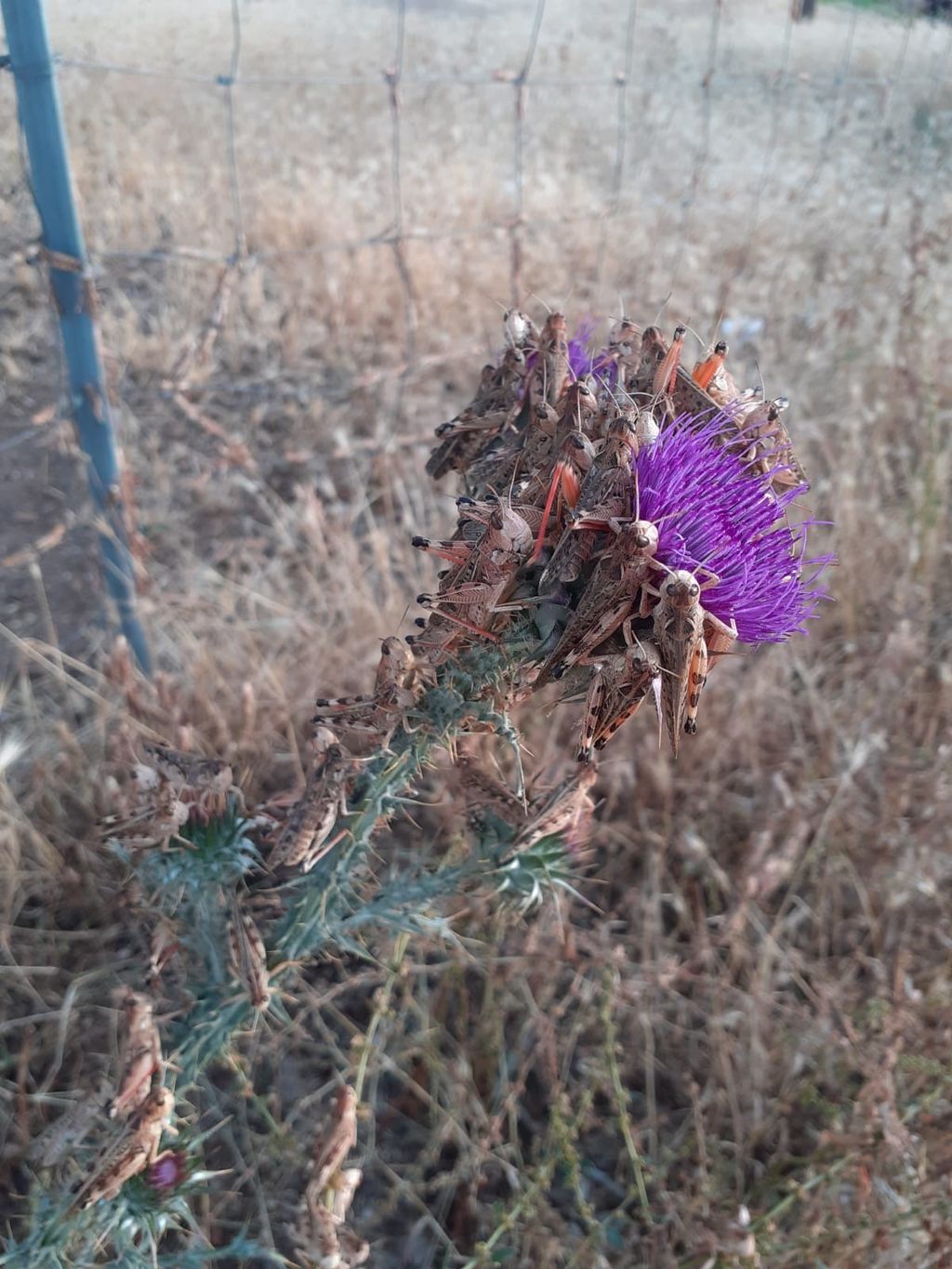 Cavallette nelle campagne di Olzai (Nuoro)