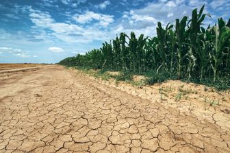 Colture danneggiate dalla siccit&agrave;