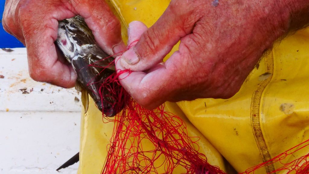 Pesce coniglio scuro,&nbsp;Siganus luridus