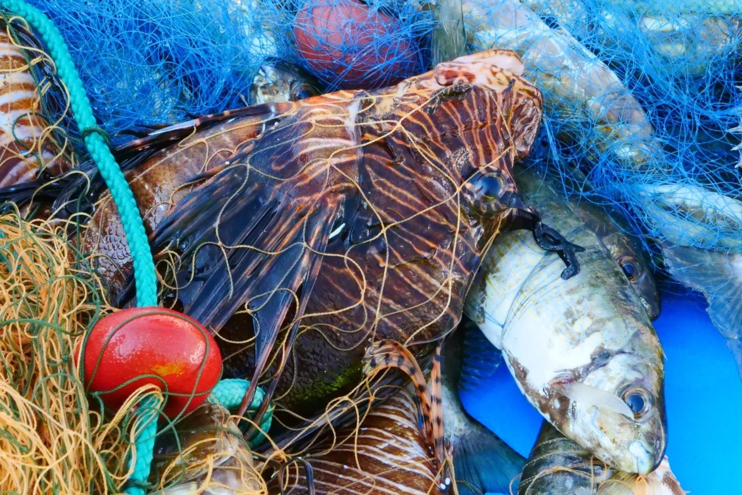 Pesce scorpione,&nbsp;Pterois miles