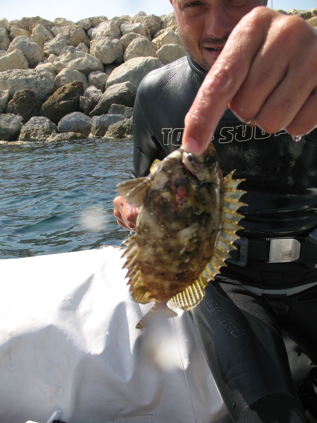 Pesce palla maculato, Lagocephalus sceleratus