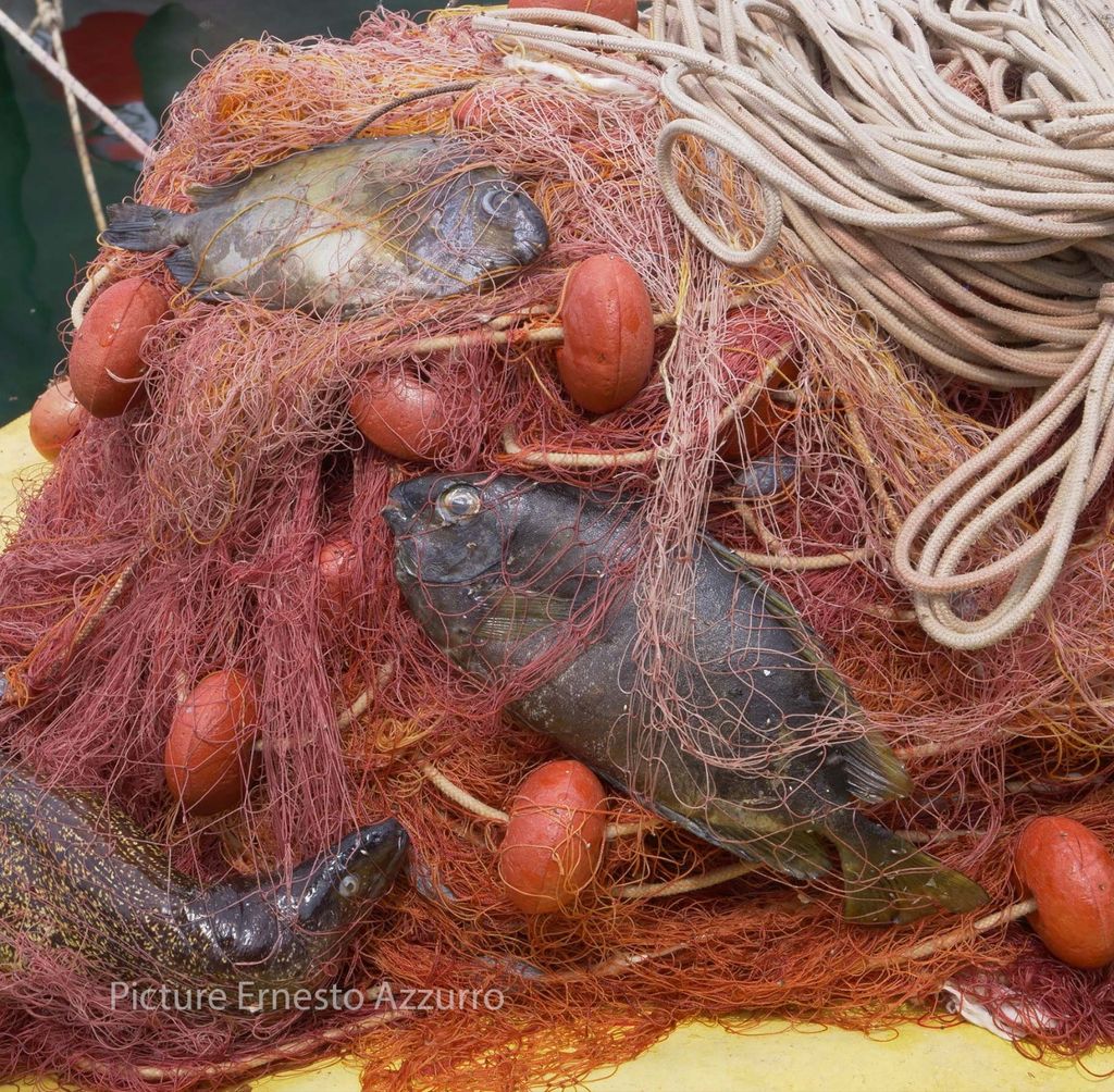 Pesce coniglio striato, Siganus rivulatus