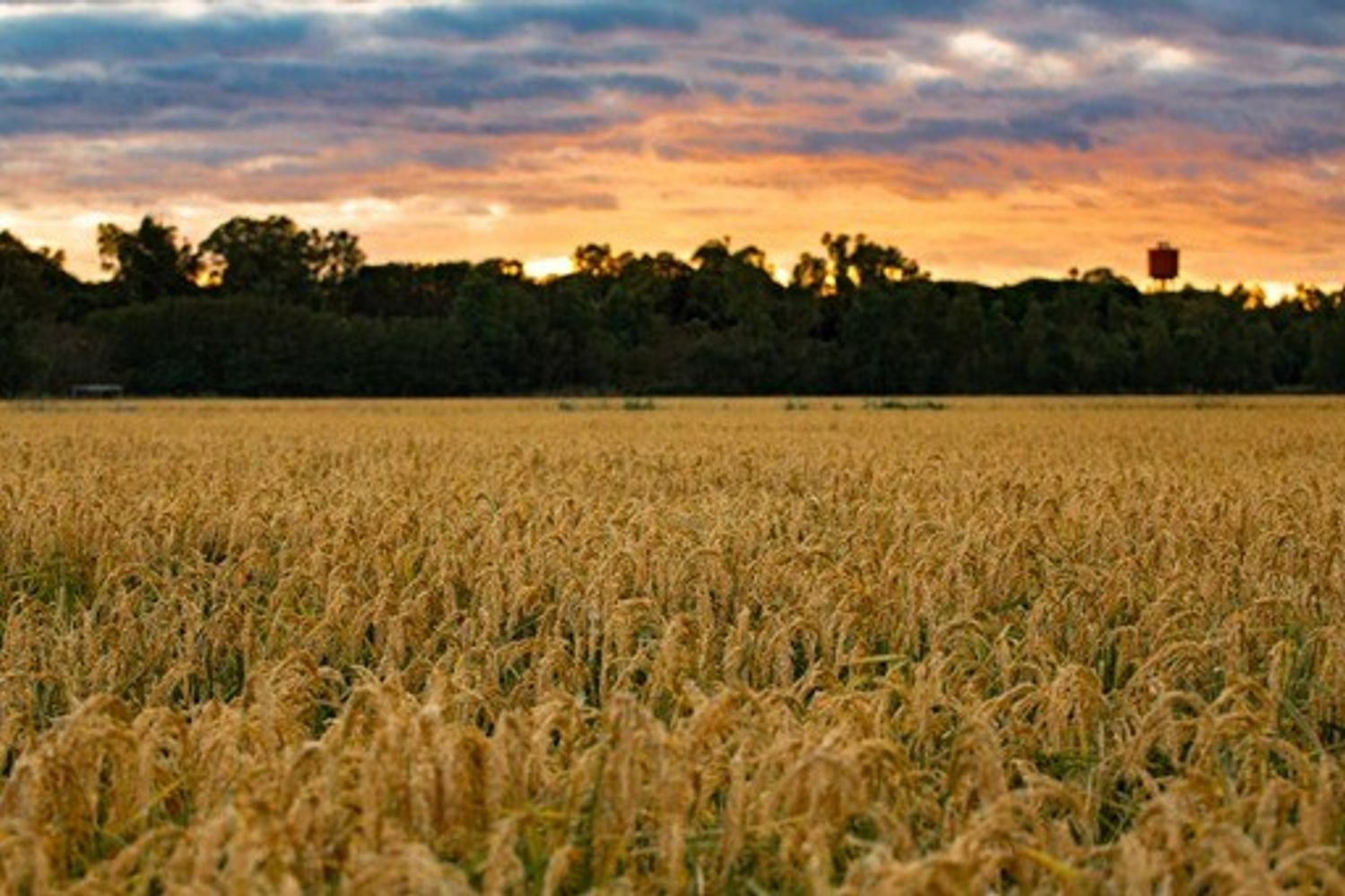 Un campo coltivato in Sardegna