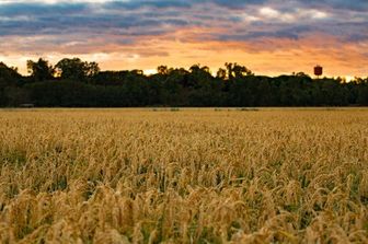 Un campo coltivato in Sardegna