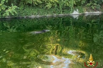 Cinghiale nella Darsena a Milano&nbsp;