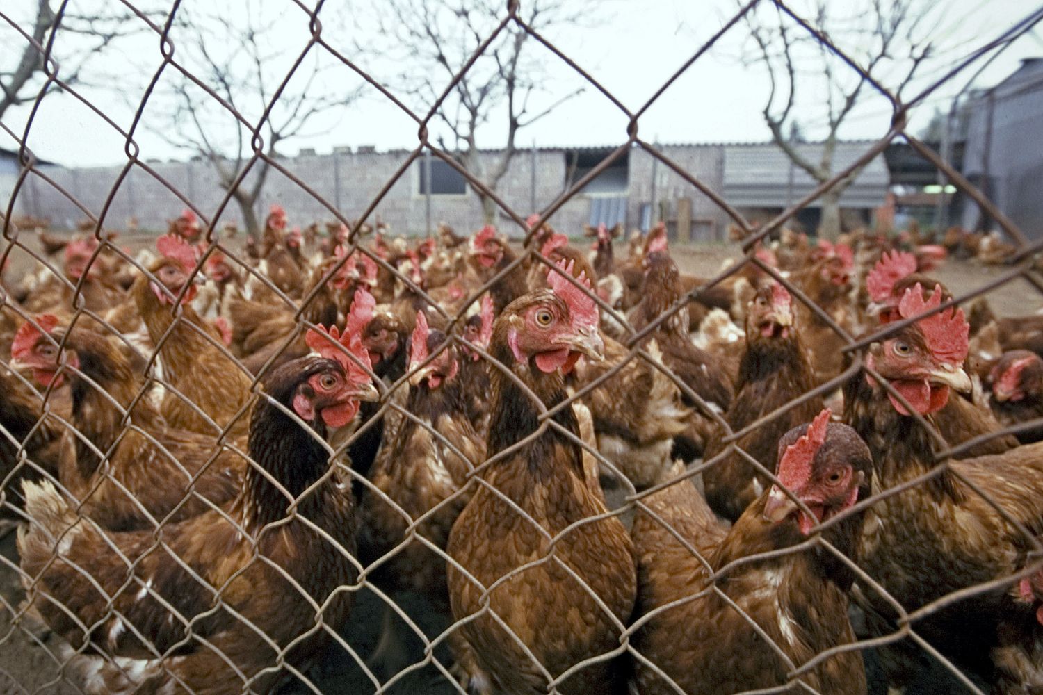 Allevamento di polli
