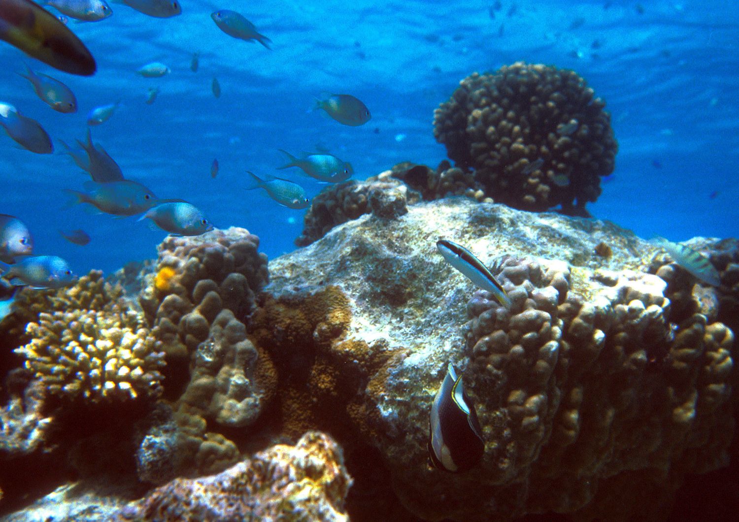 Una barriera corallina