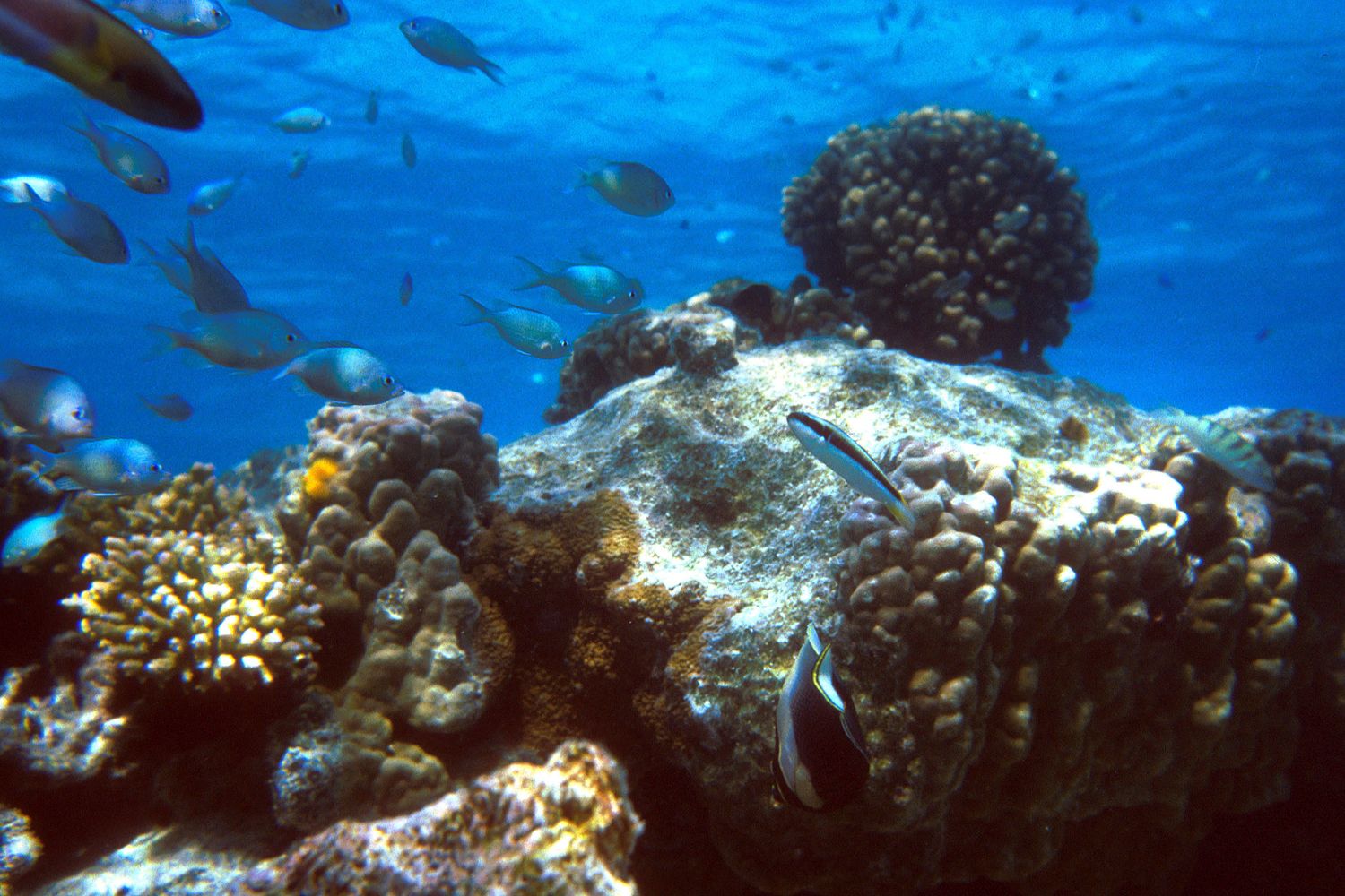 Una barriera corallina