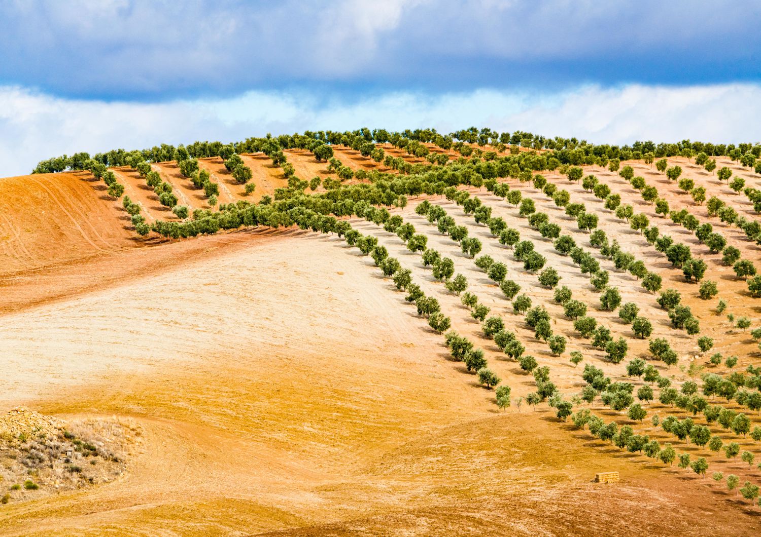 La siccit&agrave; ha messo a repentaglio la produzione di olio di oliva in Spagna&nbsp;