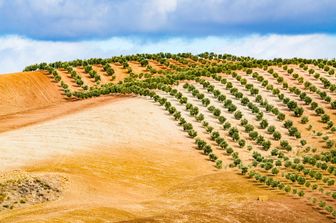 La siccit&agrave; ha messo a repentaglio la produzione di olio di oliva in Spagna&nbsp;