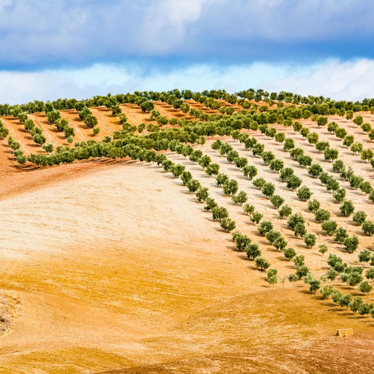 La siccit&agrave; ha messo a repentaglio la produzione di olio di oliva in Spagna&nbsp;