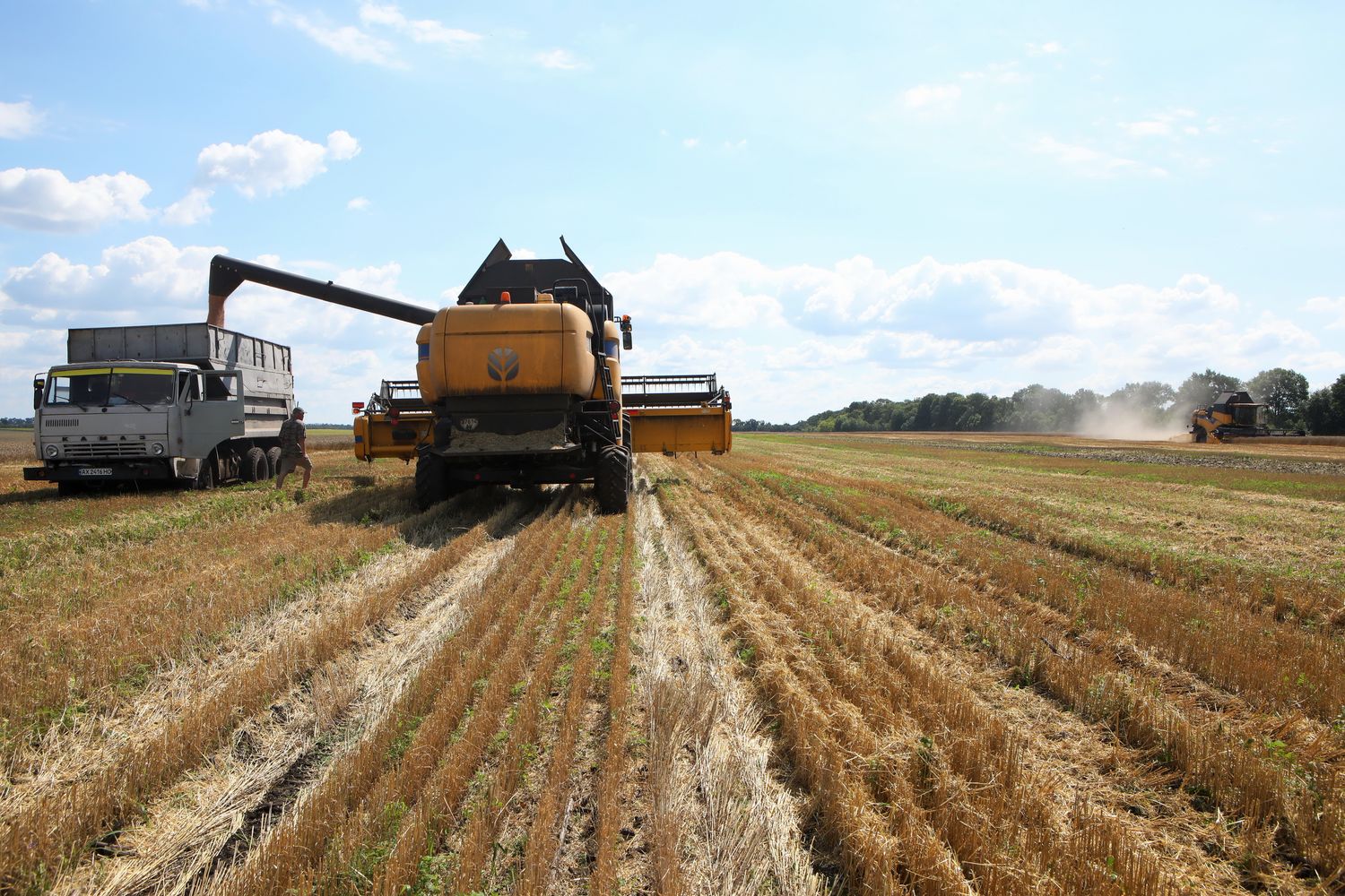 grano raccolto in Ucraina