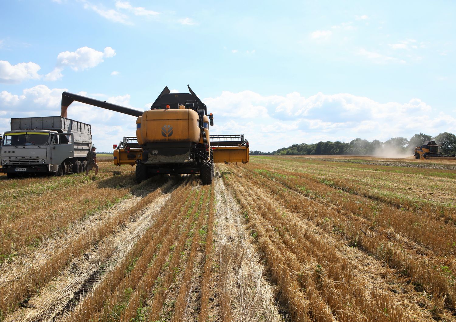 grano raccolto in Ucraina