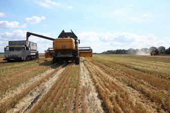 grano raccolto in Ucraina