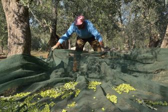 La raccolta delle olive