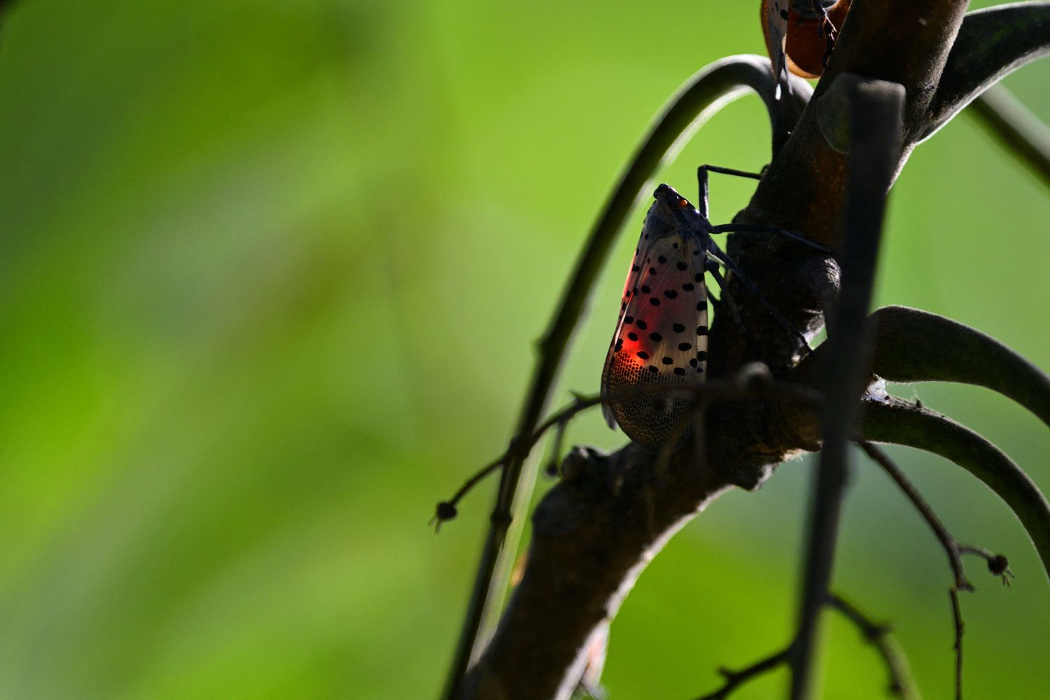 Mosca parassita, &ldquo;lanterna maculata&rdquo;