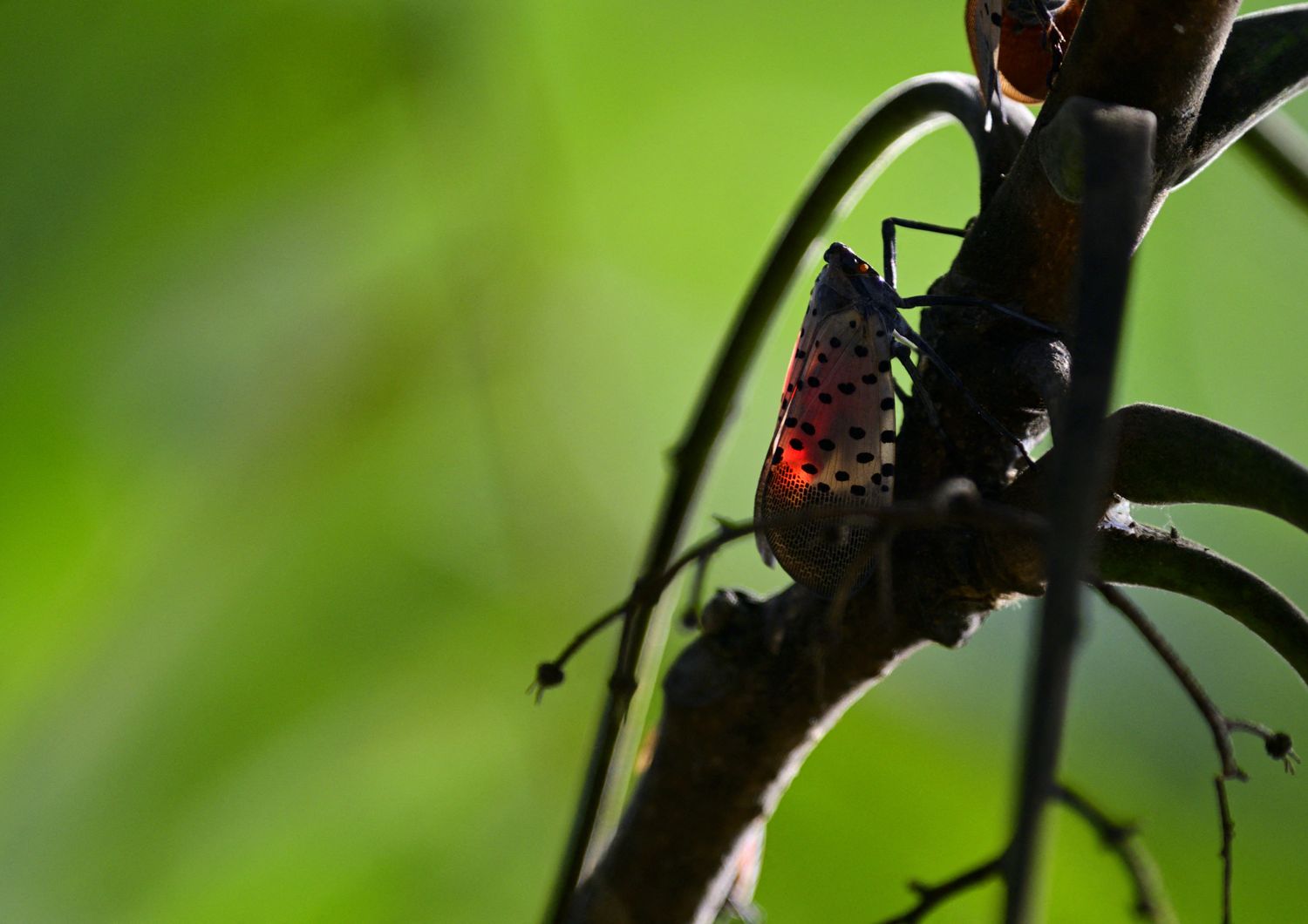 Mosca parassita, &ldquo;lanterna maculata&rdquo;