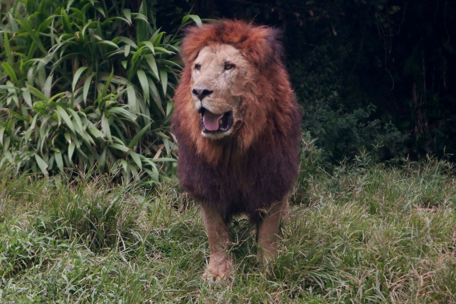 Leoni a rischio estinzione secondo il WWF