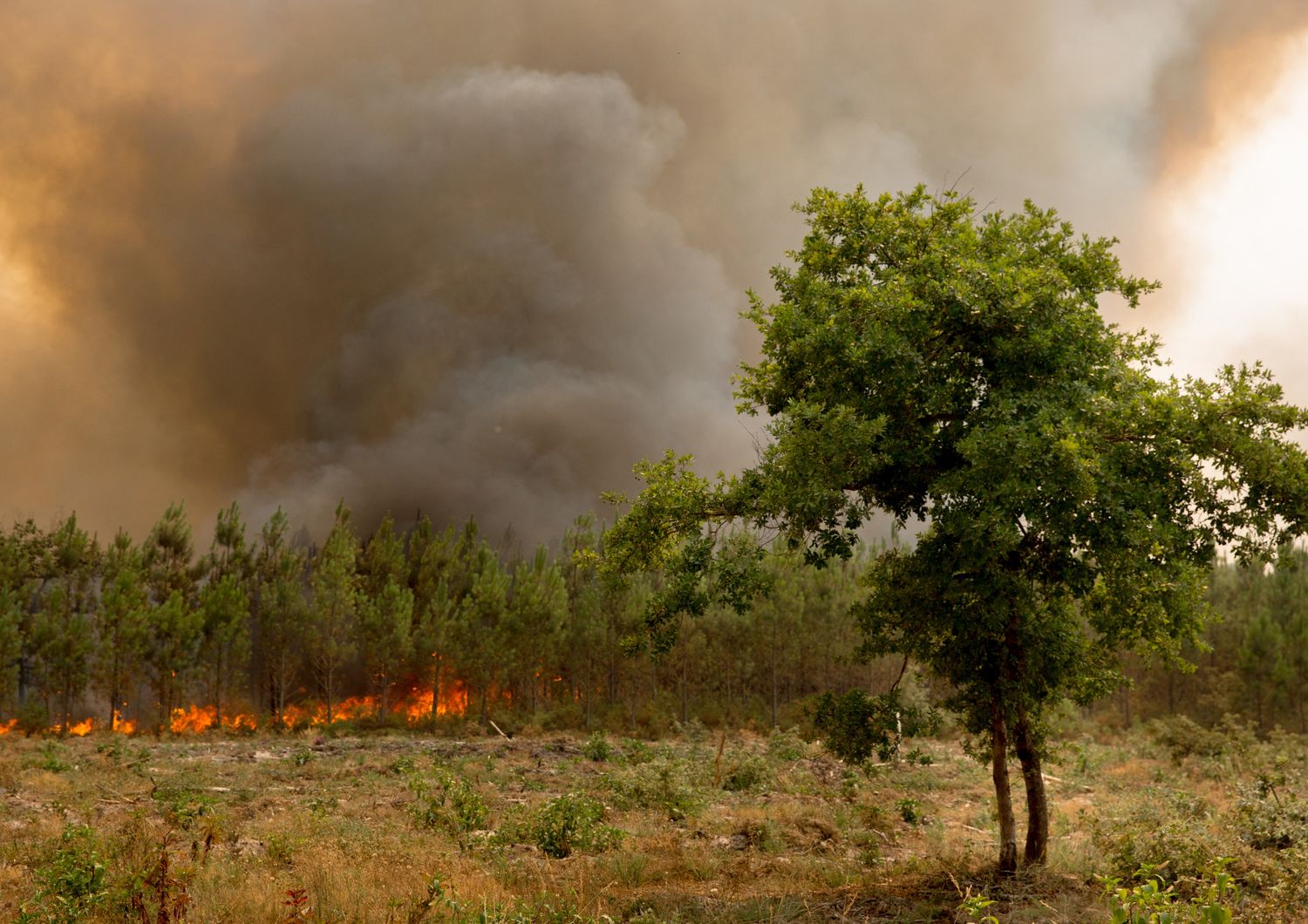 Francia, incendi, estate 2022